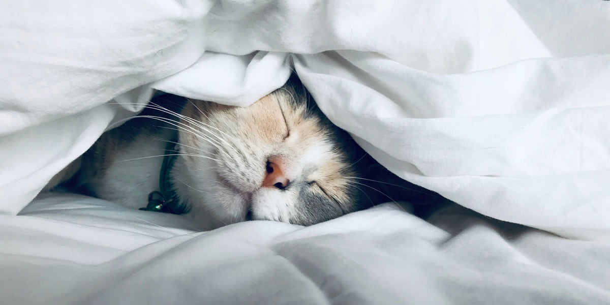 mattress_care_and_guarantees_hero